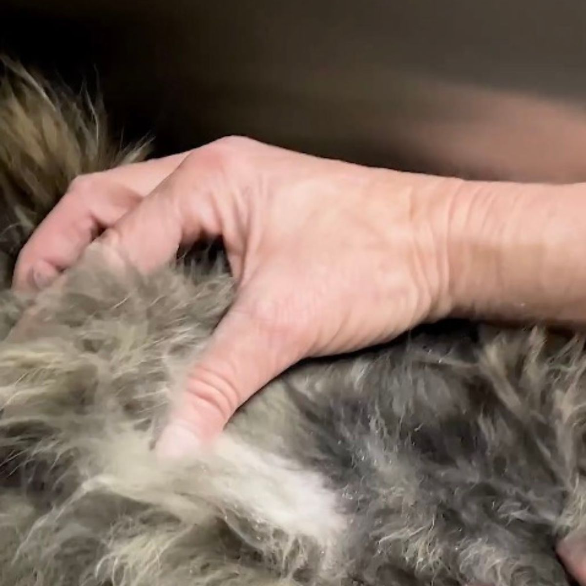 matted cat fur