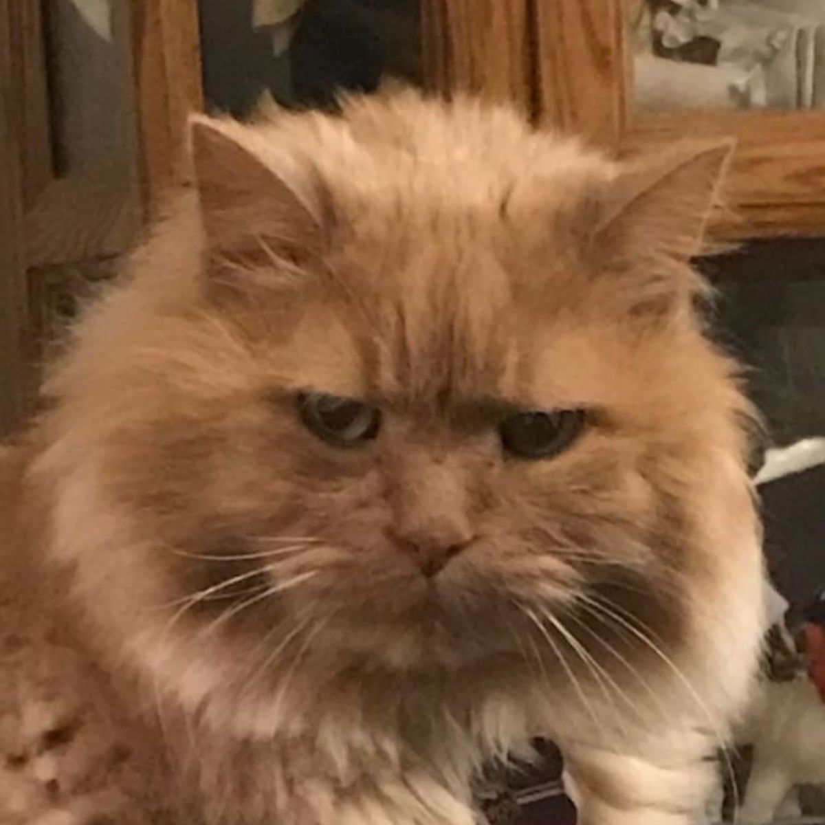 mean looking cat
