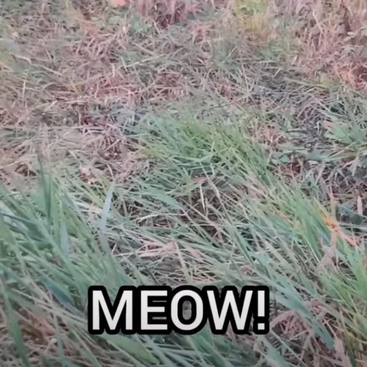 meow sounds