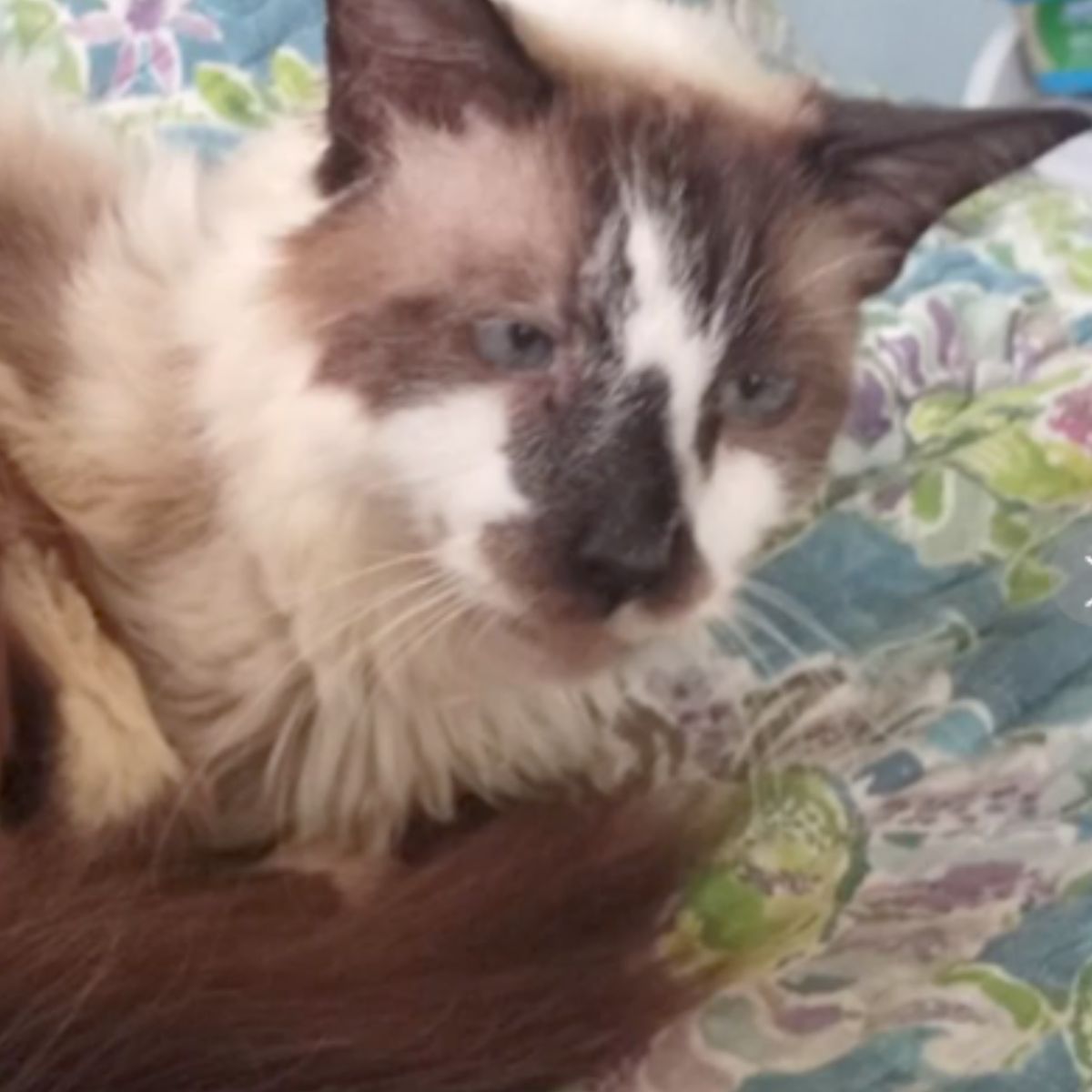 missing cat