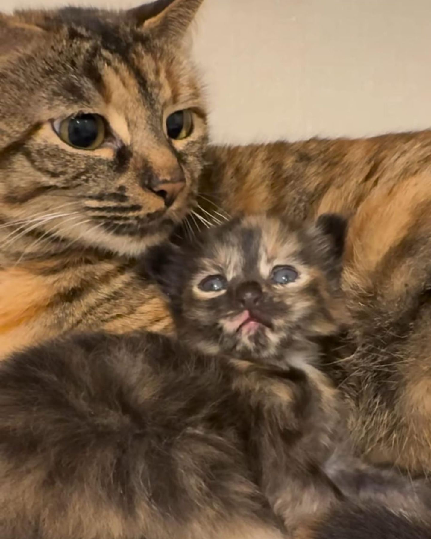 mom cat with her baby