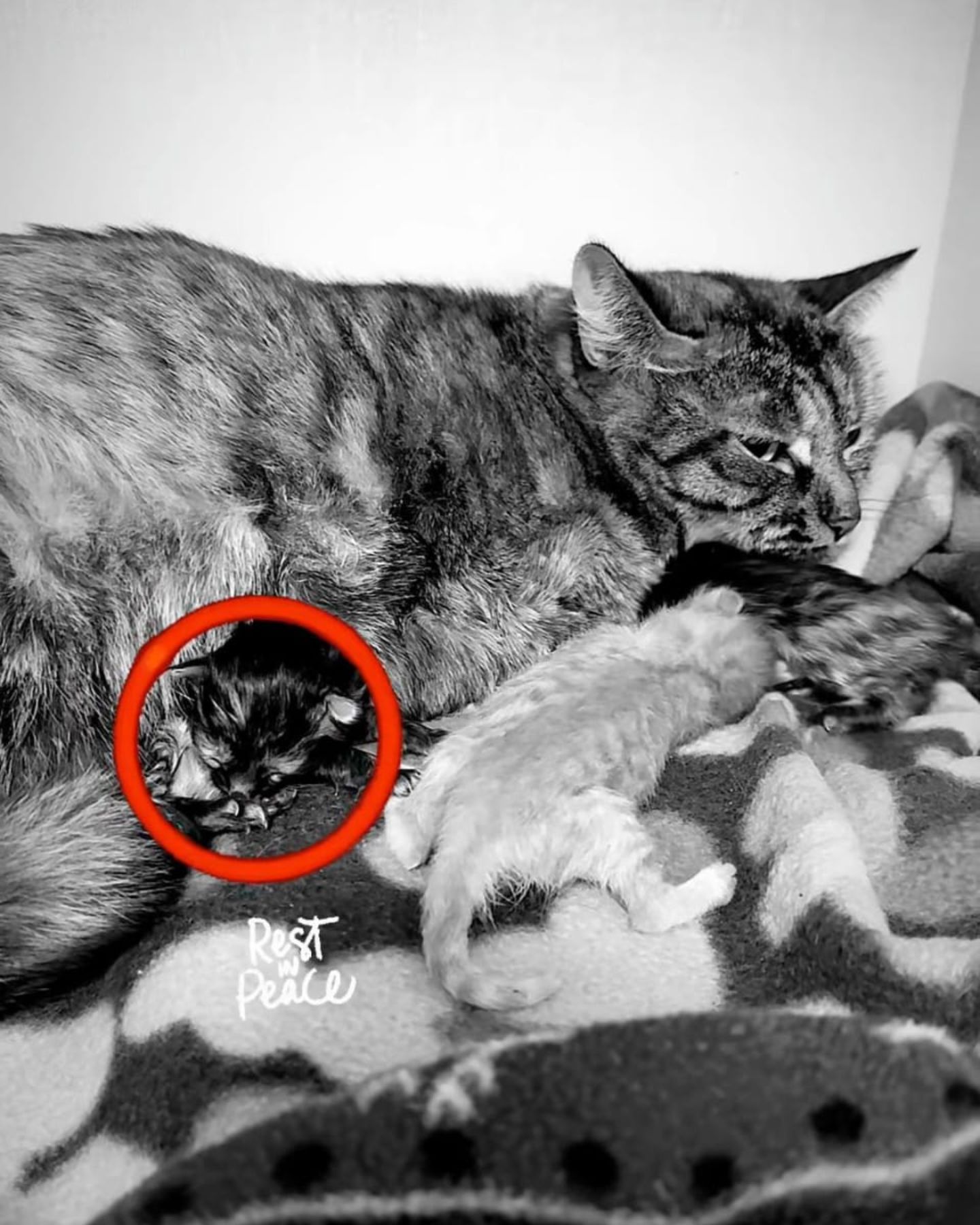 mom cat with her dead baby