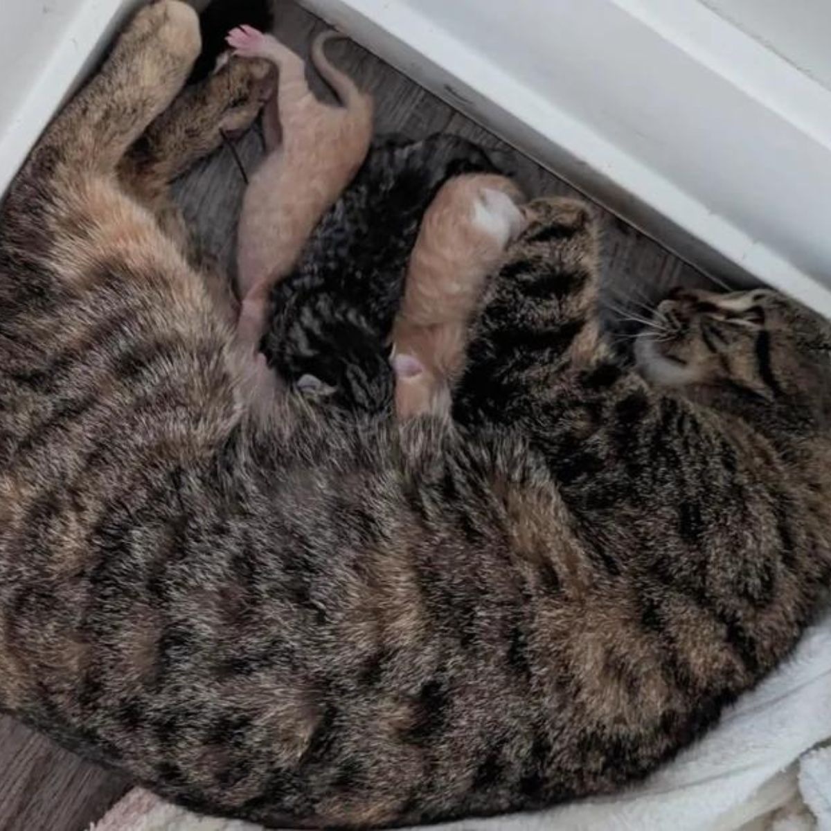 mom kitty sleeps peacefully with the babies