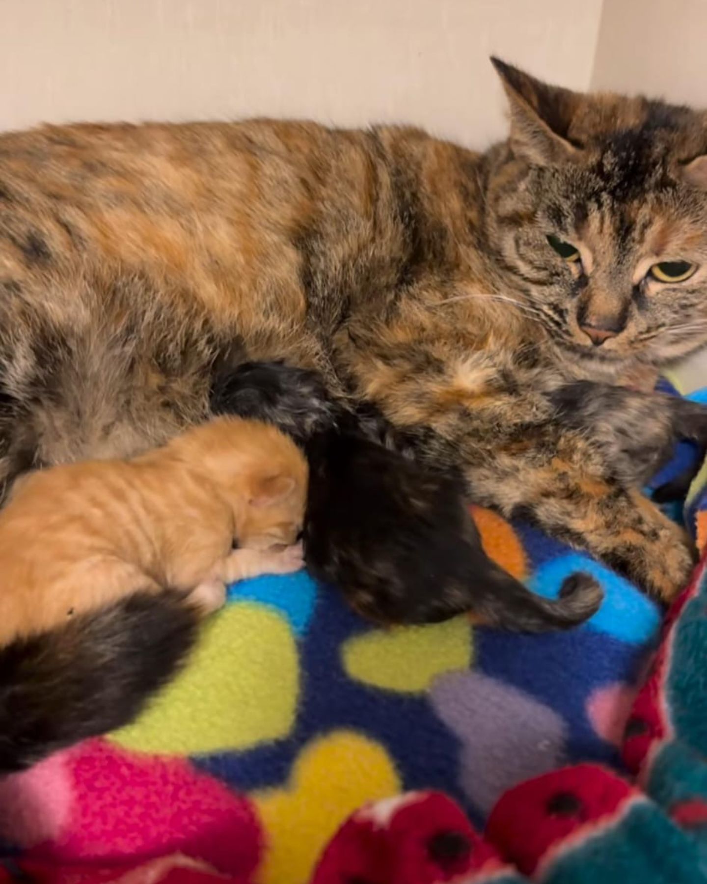 mother cat with her 4 newborn babies