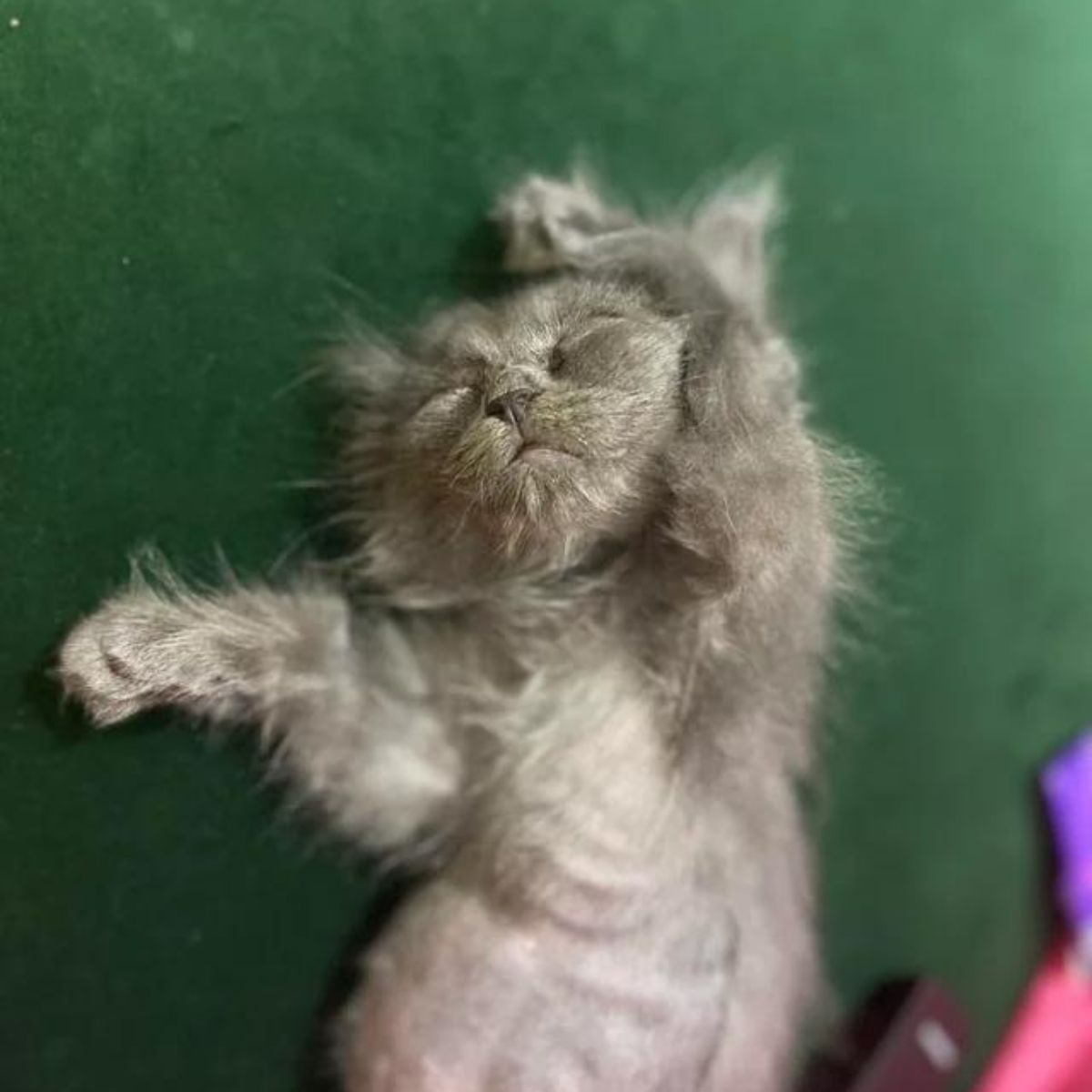 nebelung kitten lying on its back