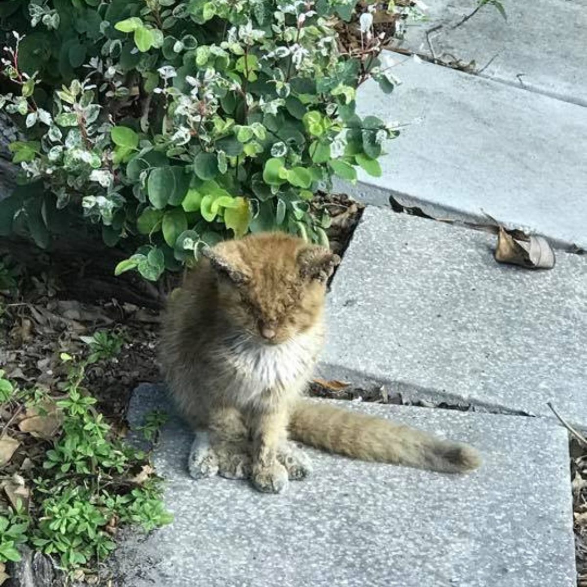 neglected cat on the street