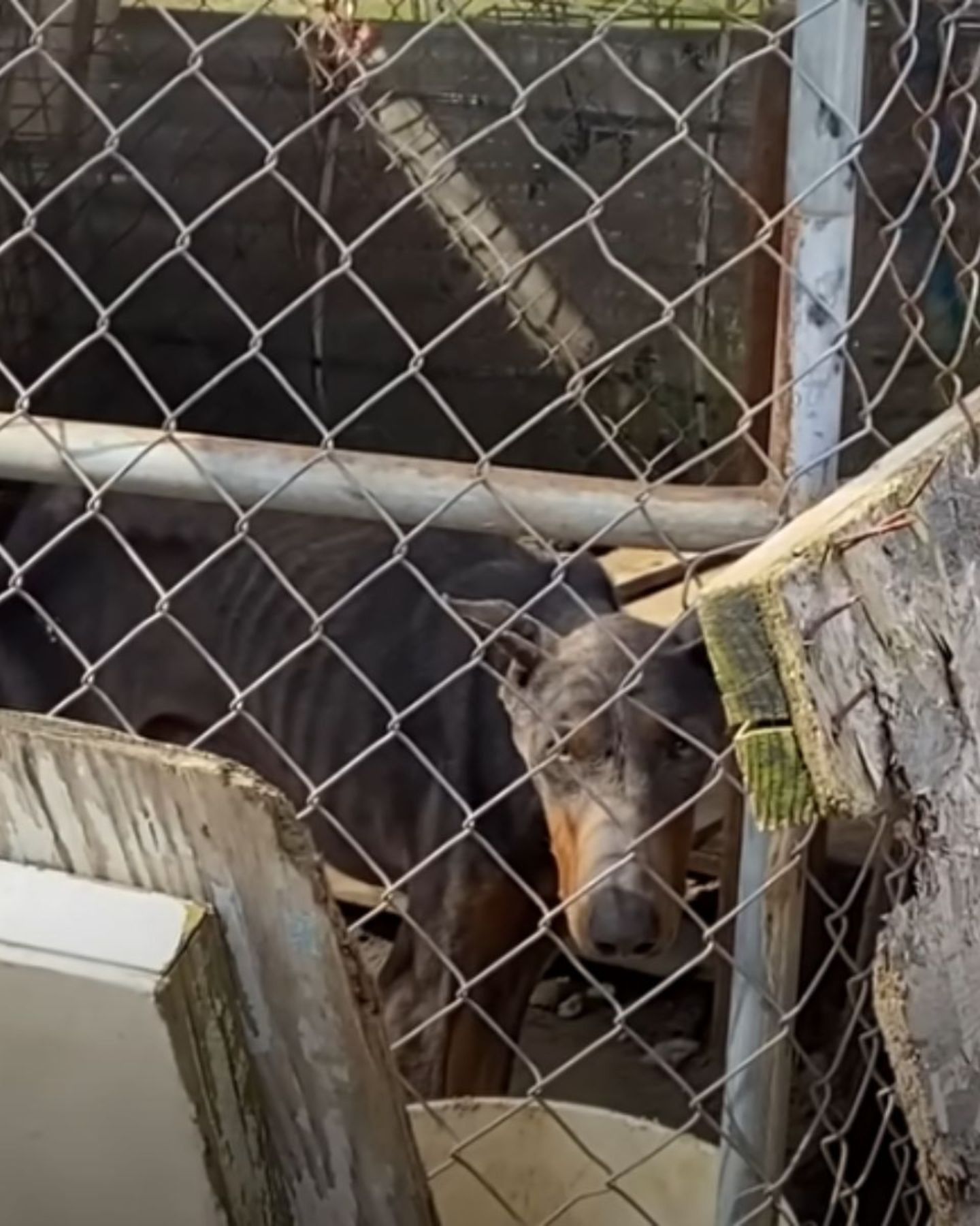 neglected doberman