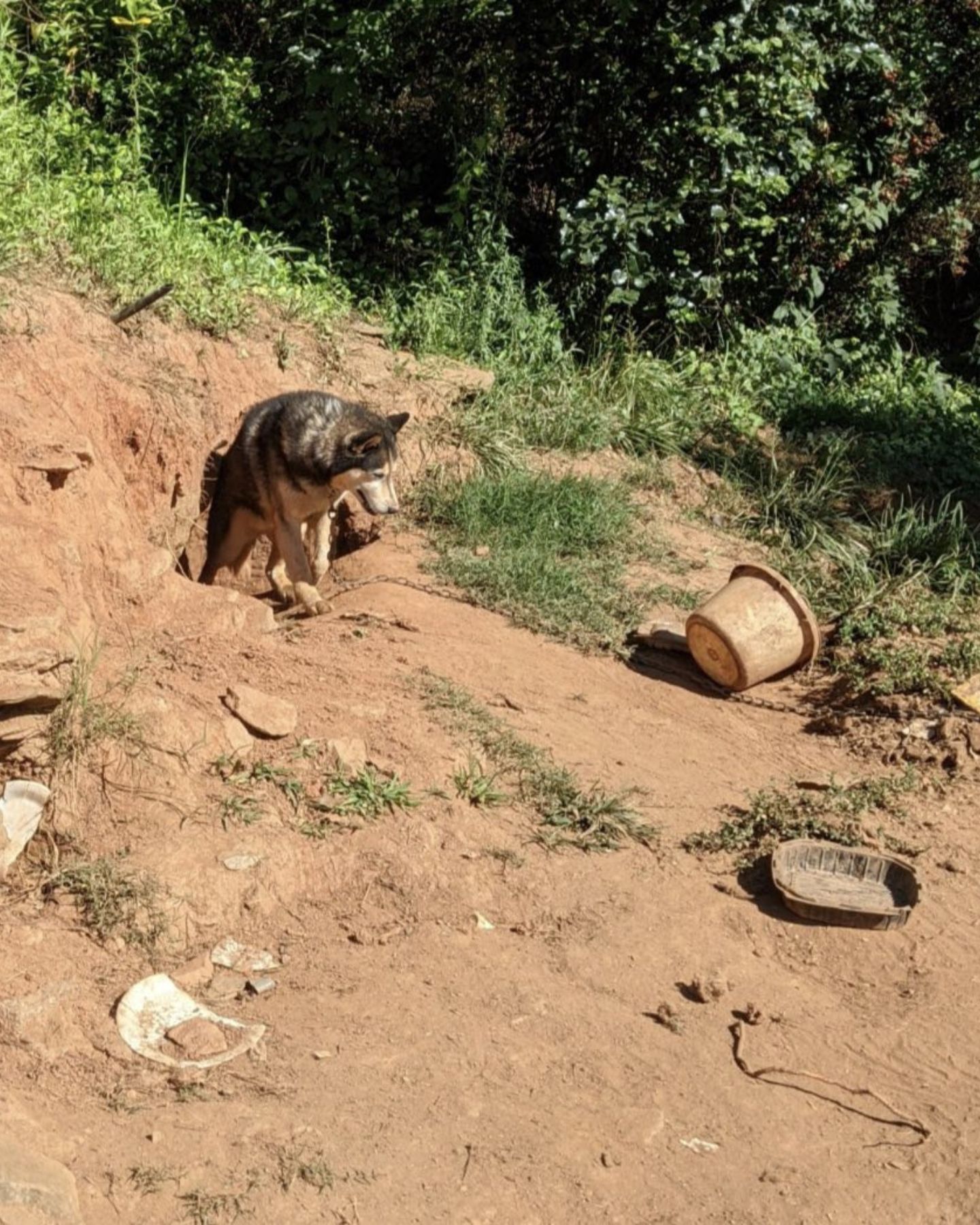 neglected husky