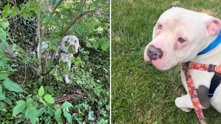 neighbors notice dog hiding in bushes-naslovna