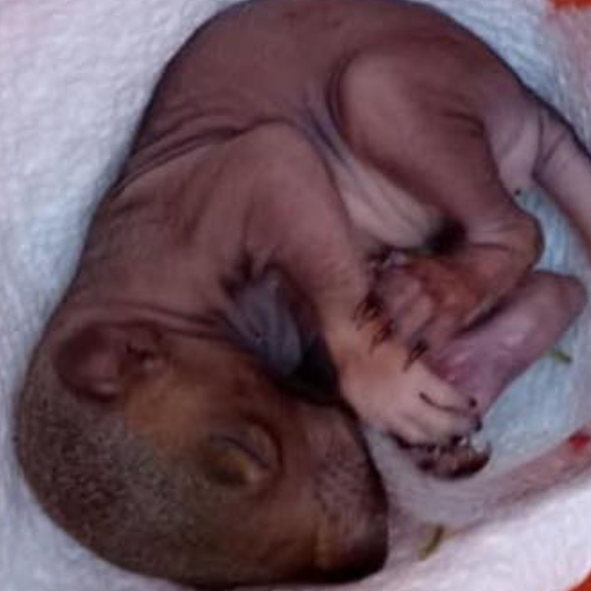 newborn baby squirrel
