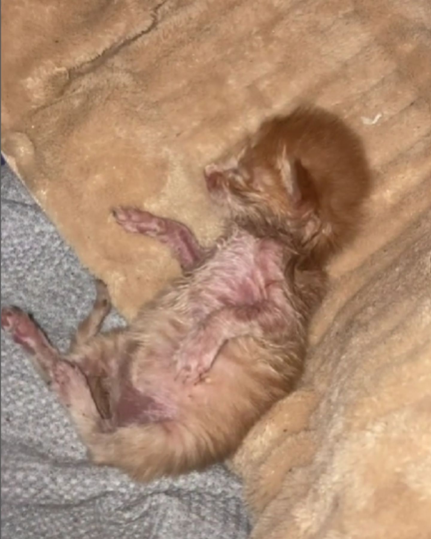 newborn kitten