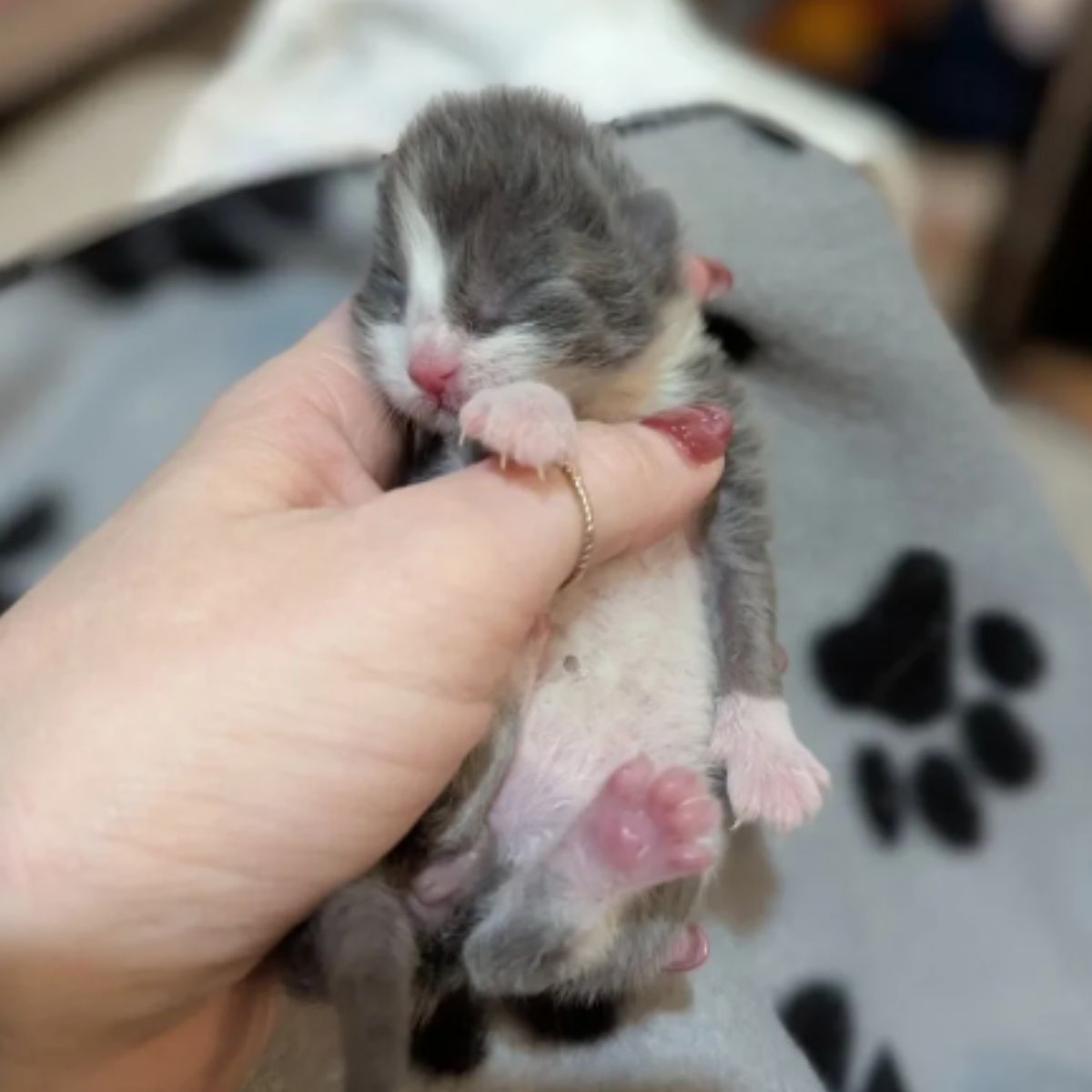 newborn kitten