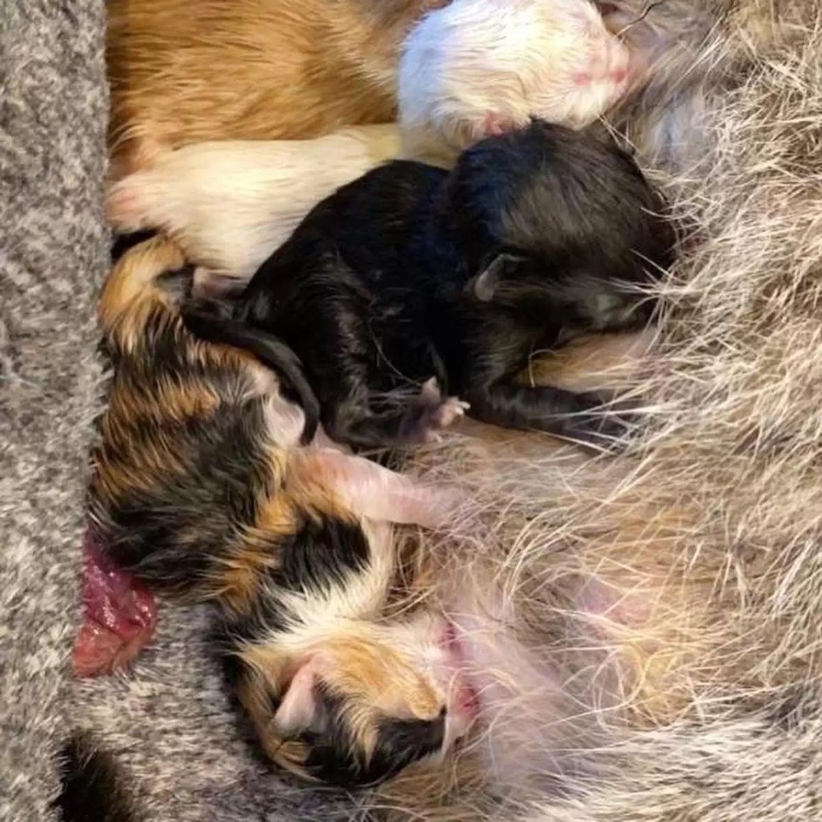 newborn kittens nursing