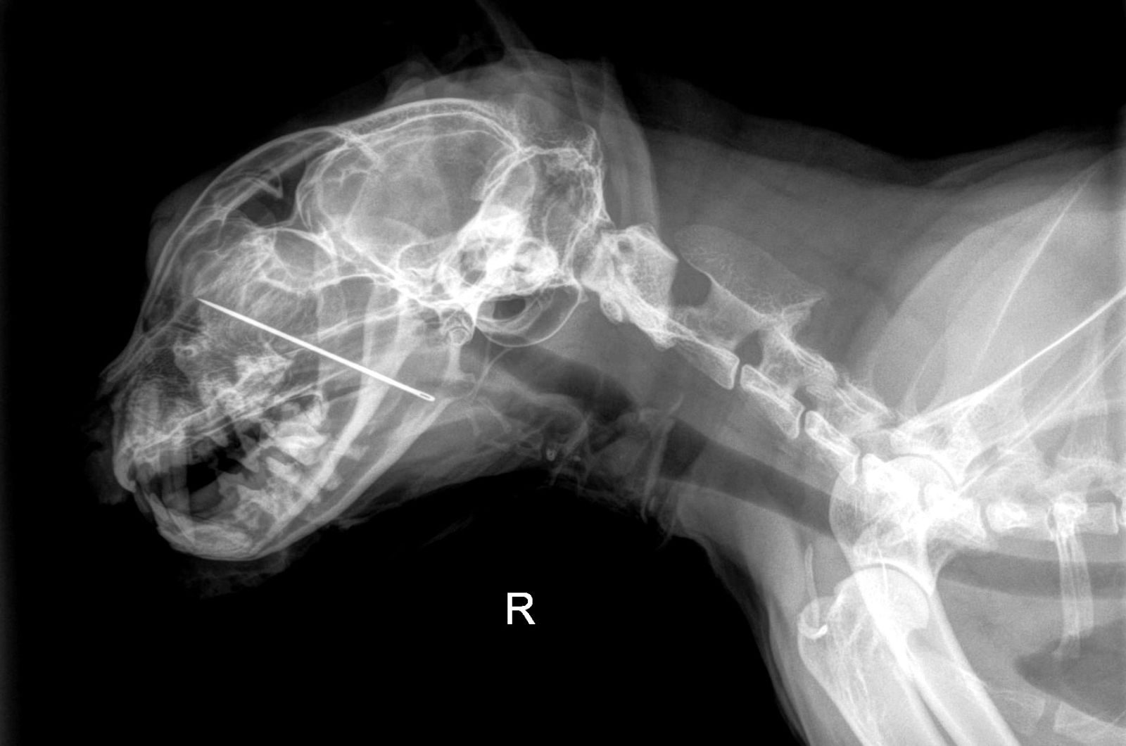 object in cats mouth