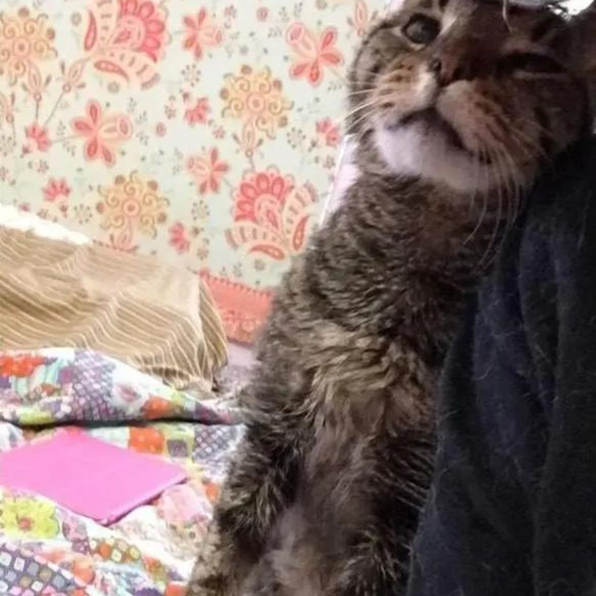 older cat leaning against owner