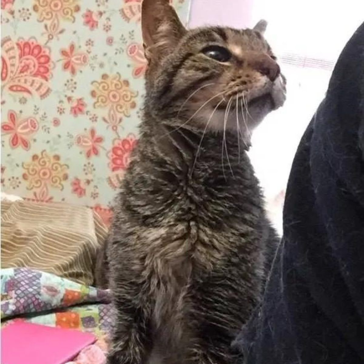 older cat looking at owner