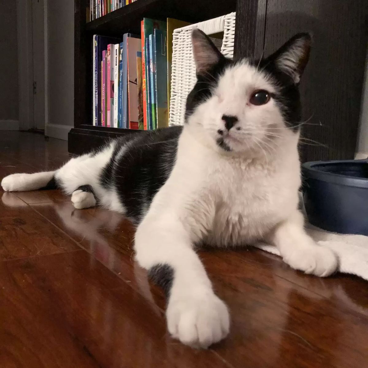 one eyed cat in front of a bookshelf