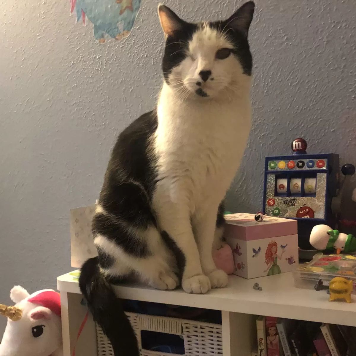 one eyed cat on a shelf