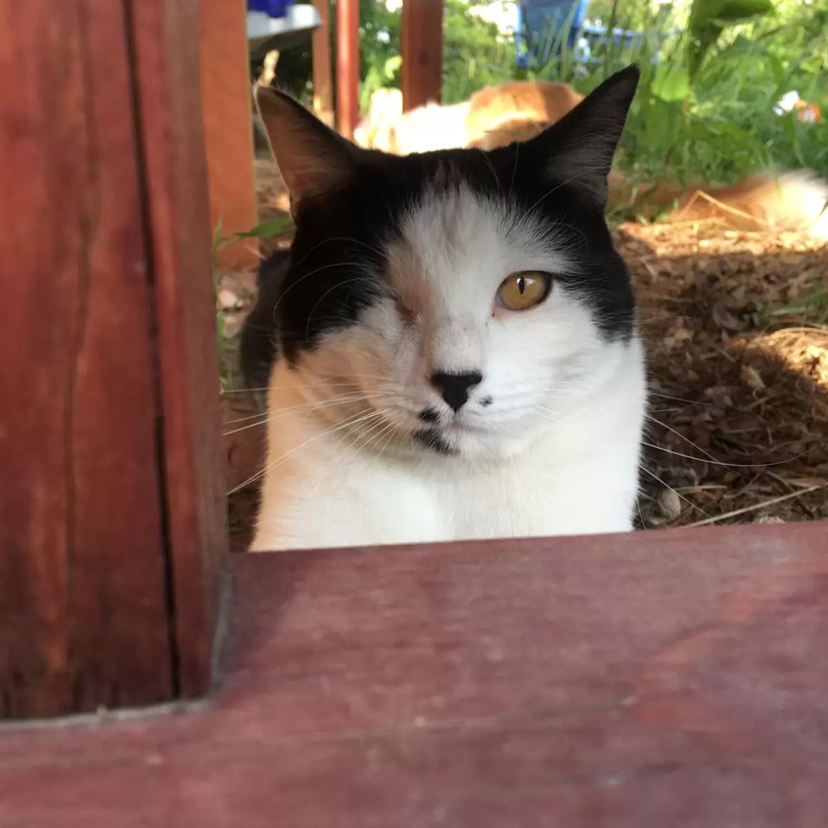 one eyed cat outside