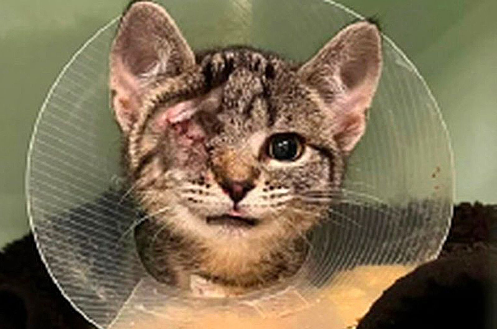 one eyed kitten wearing a cone