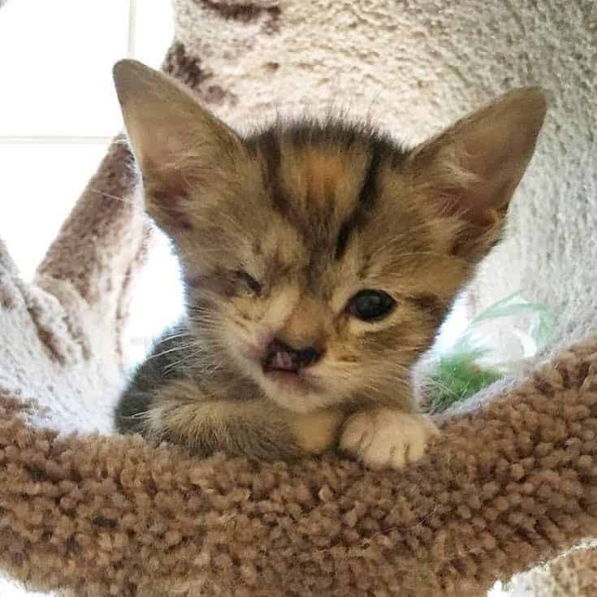 one eyed kitten