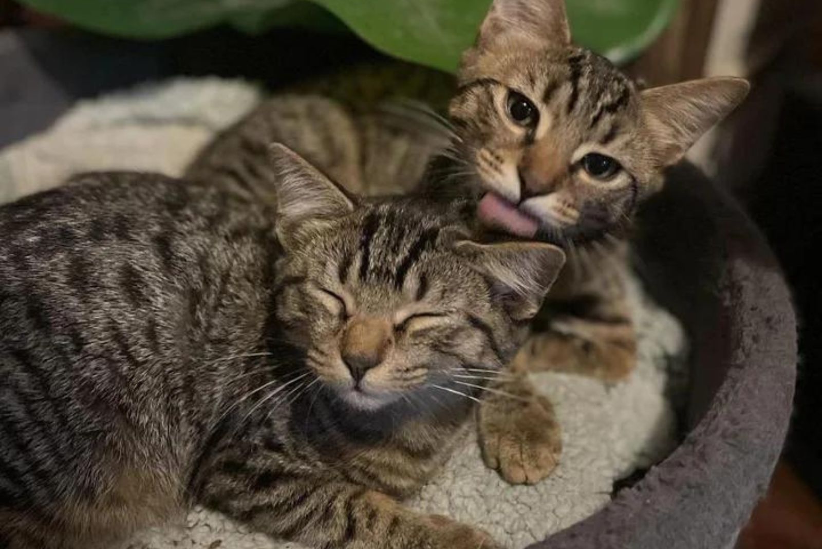 one kitten licking the other one
