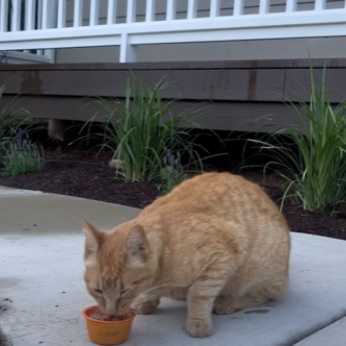 orange cat eating