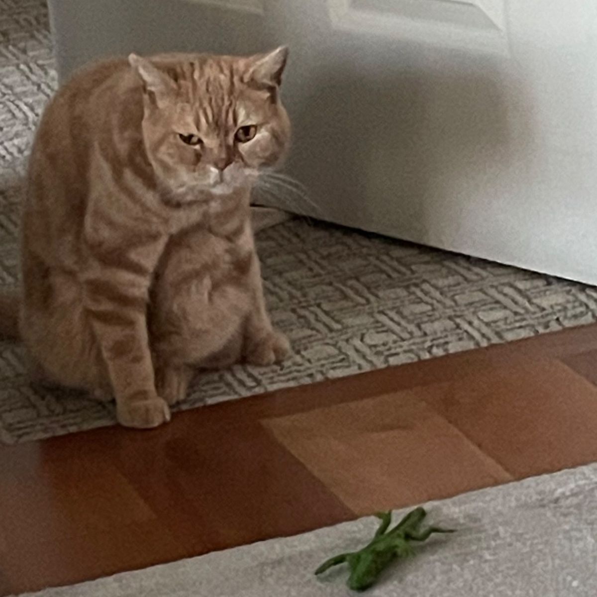 orange cat sitting