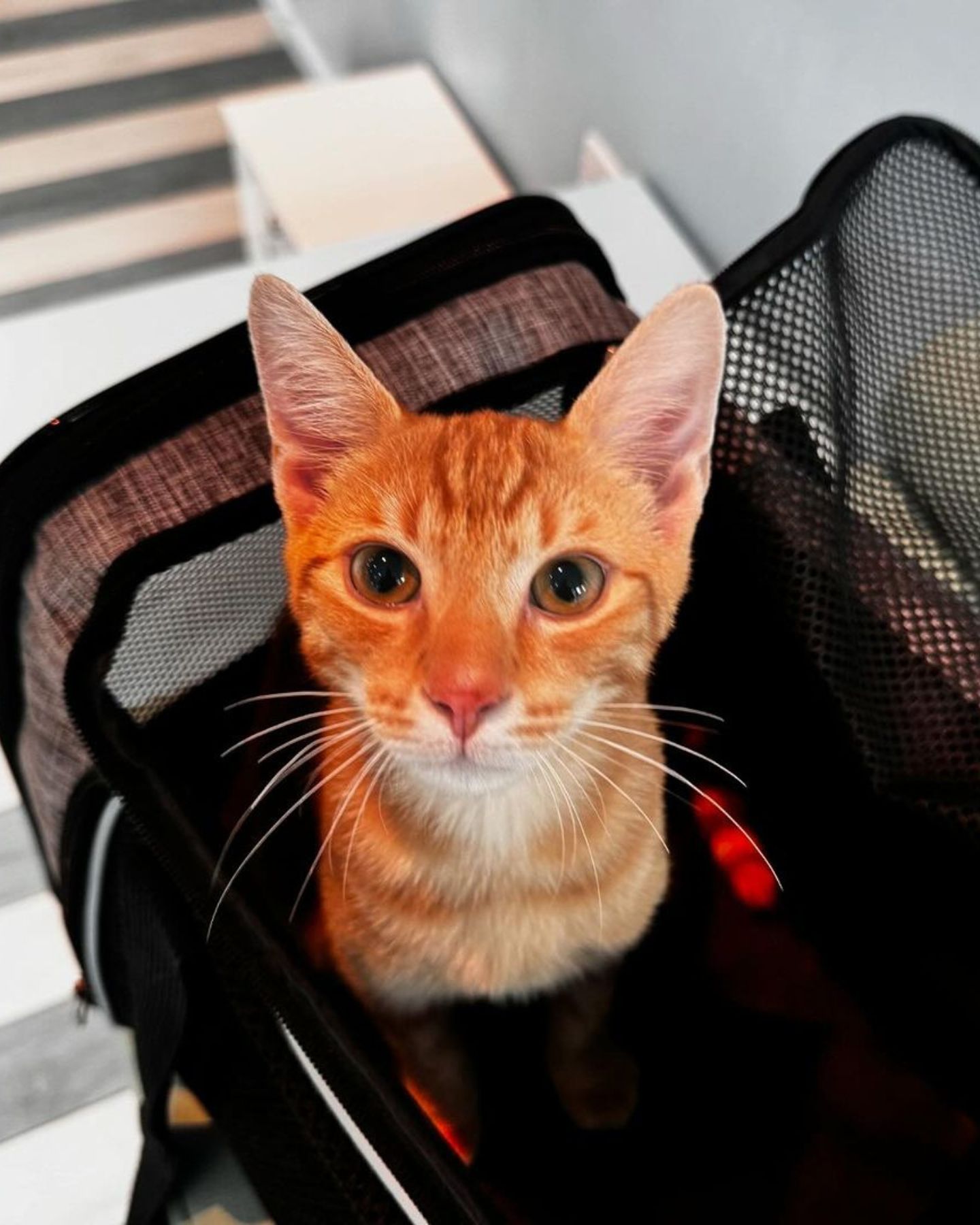 orange kitten in a carrier