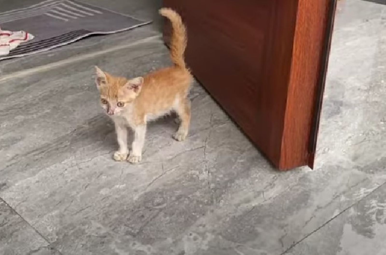 orange malnourished kitten