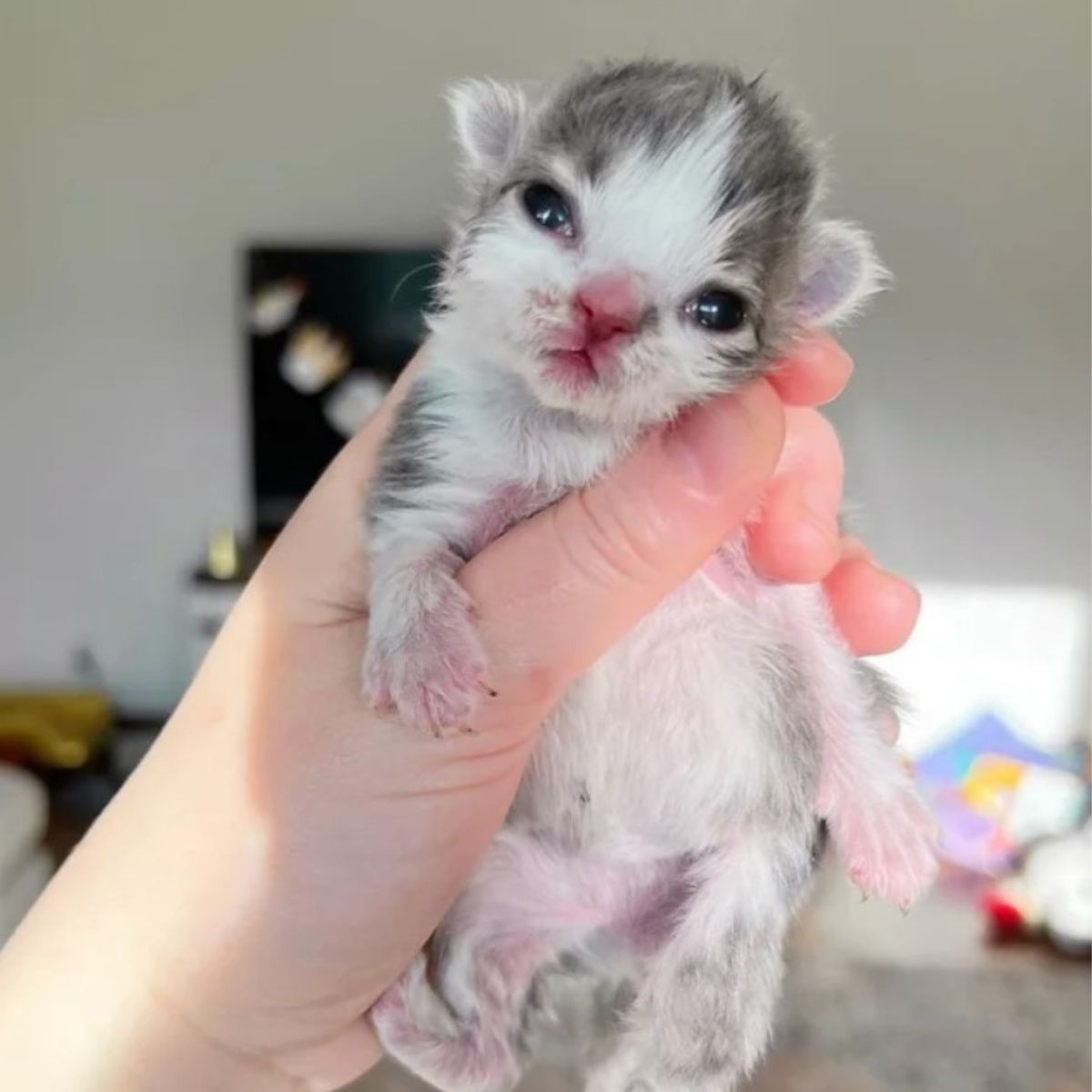 orphaned kitten