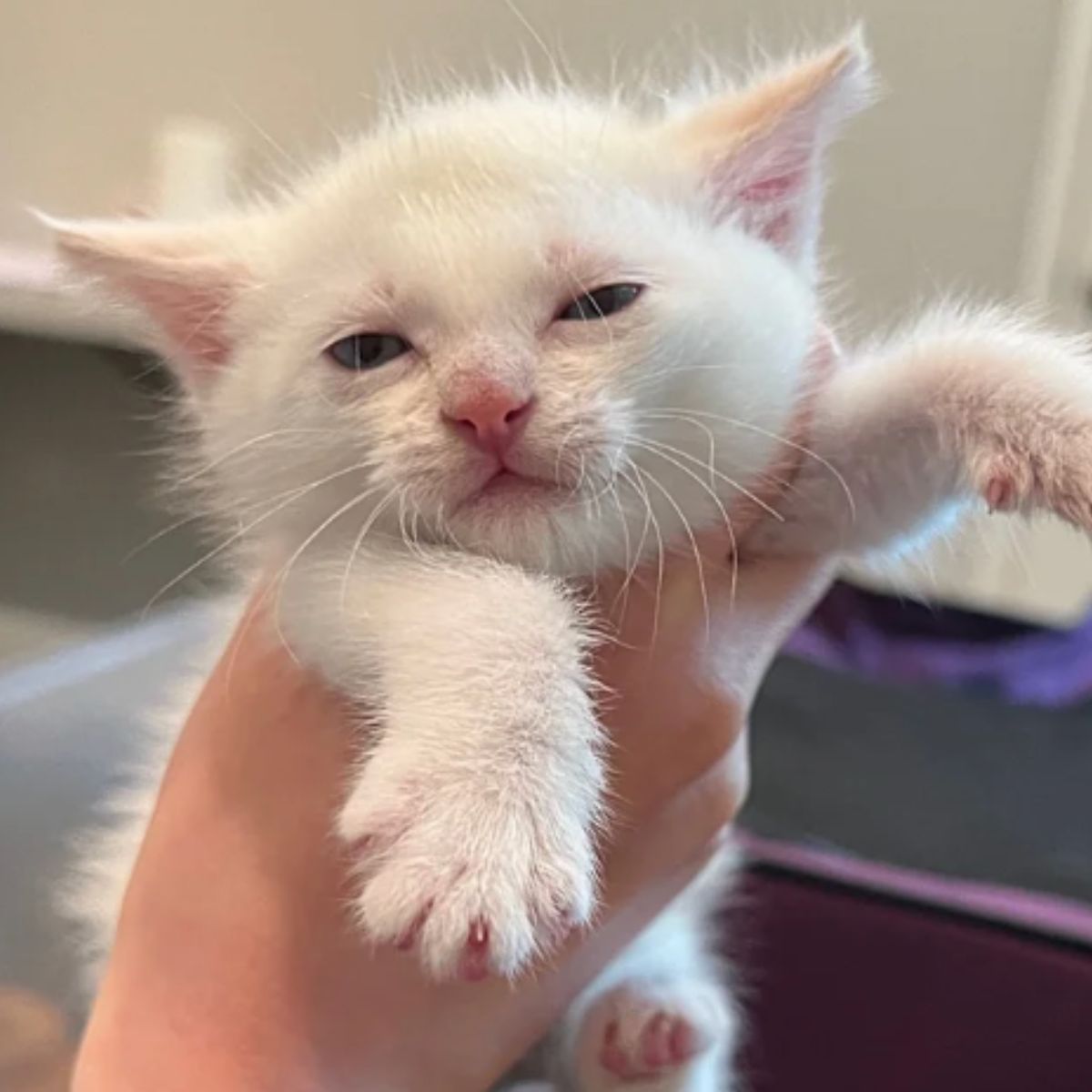 orphaned kitten