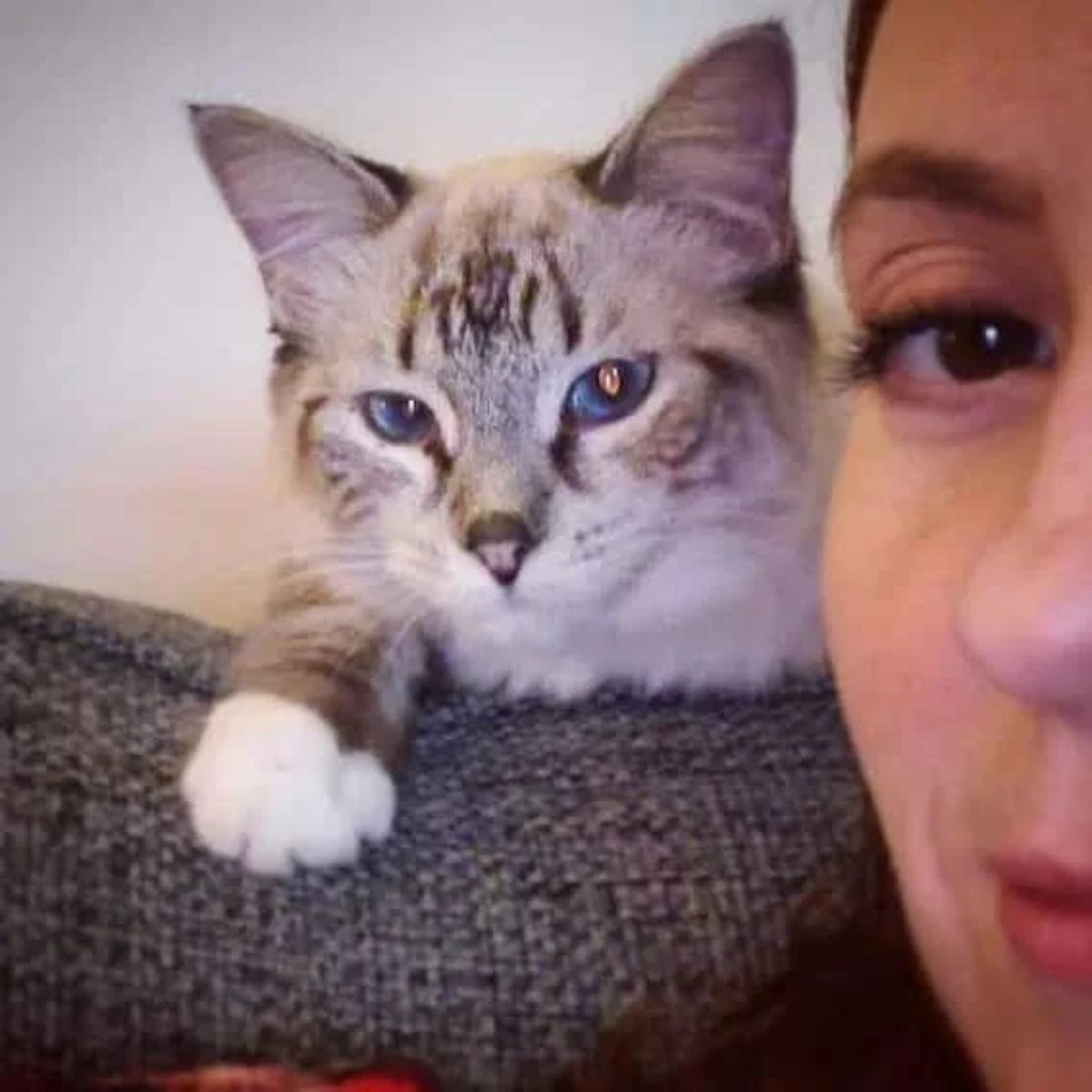 orphaned kitten with a woman