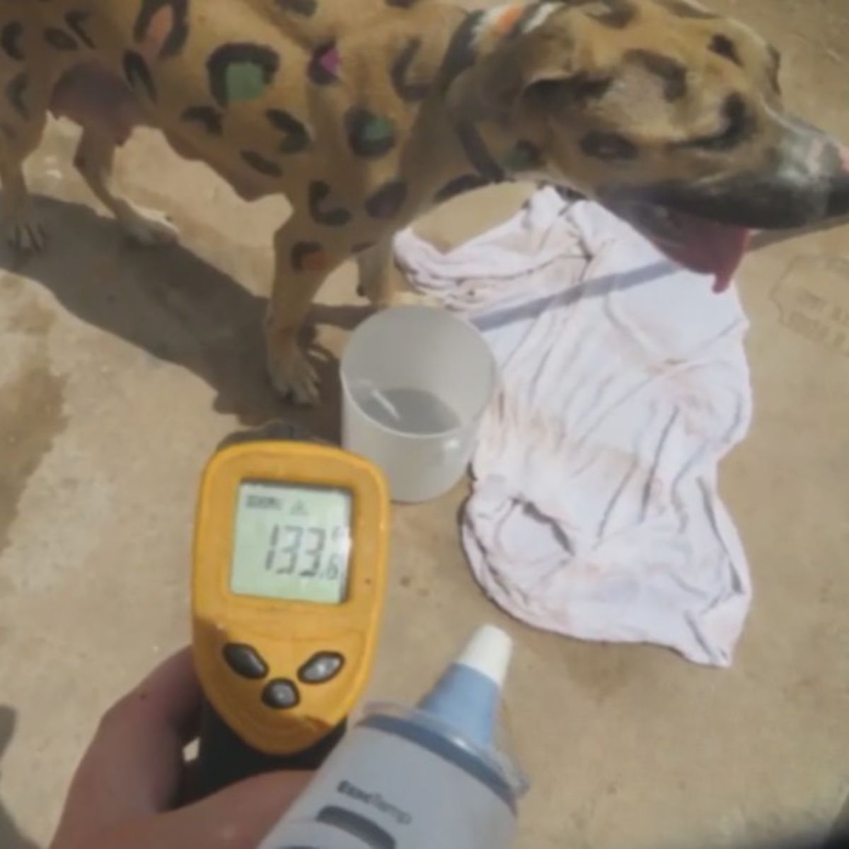 overheated dog
