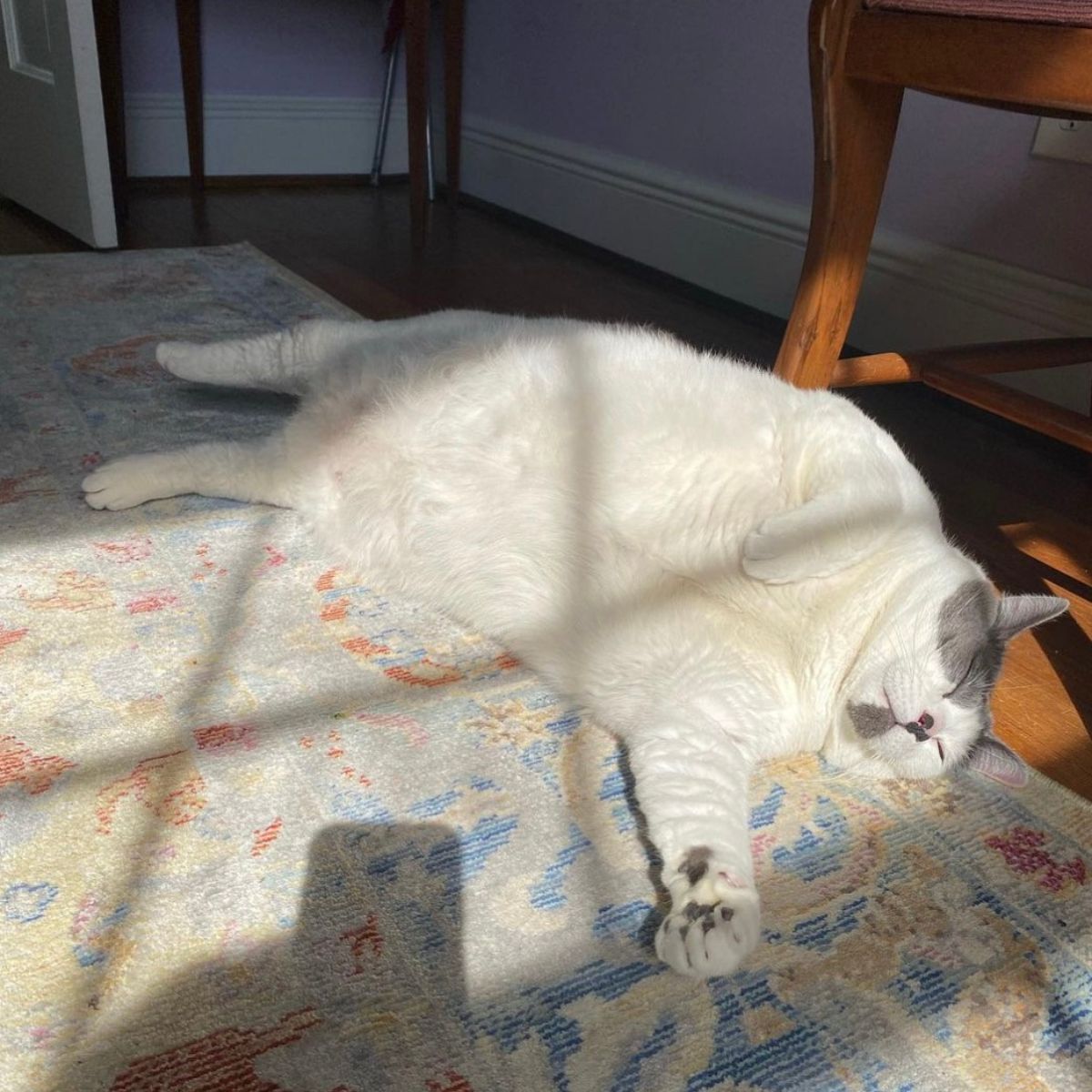 overweight cat