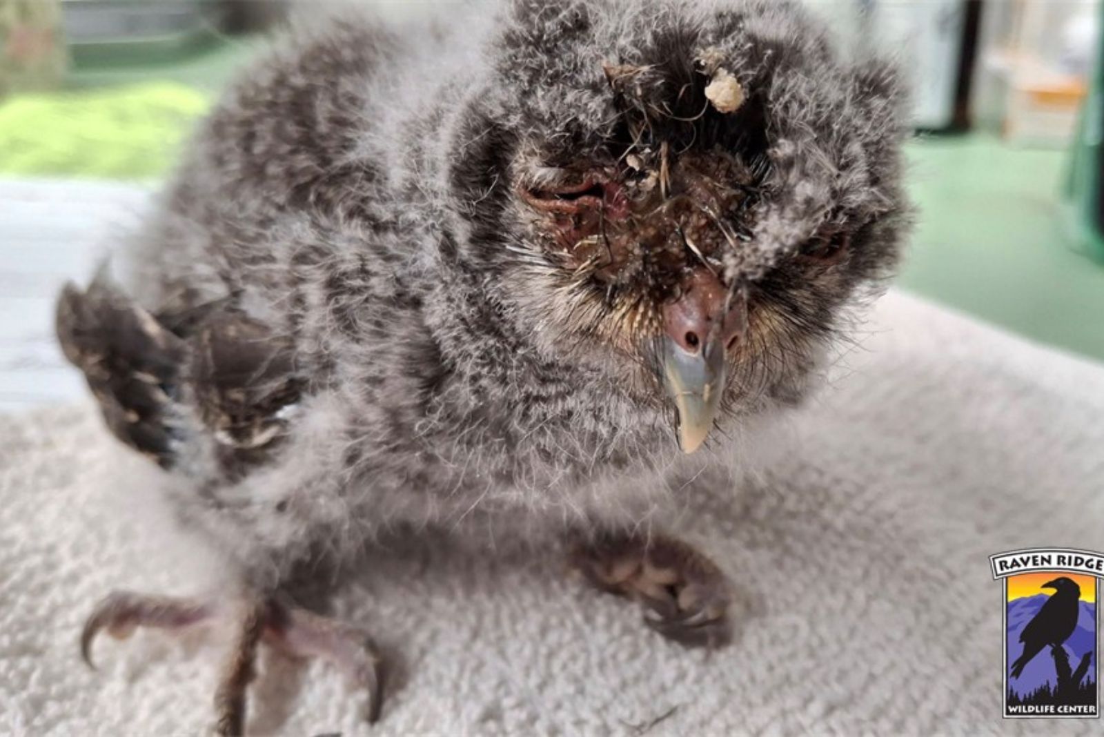 owl