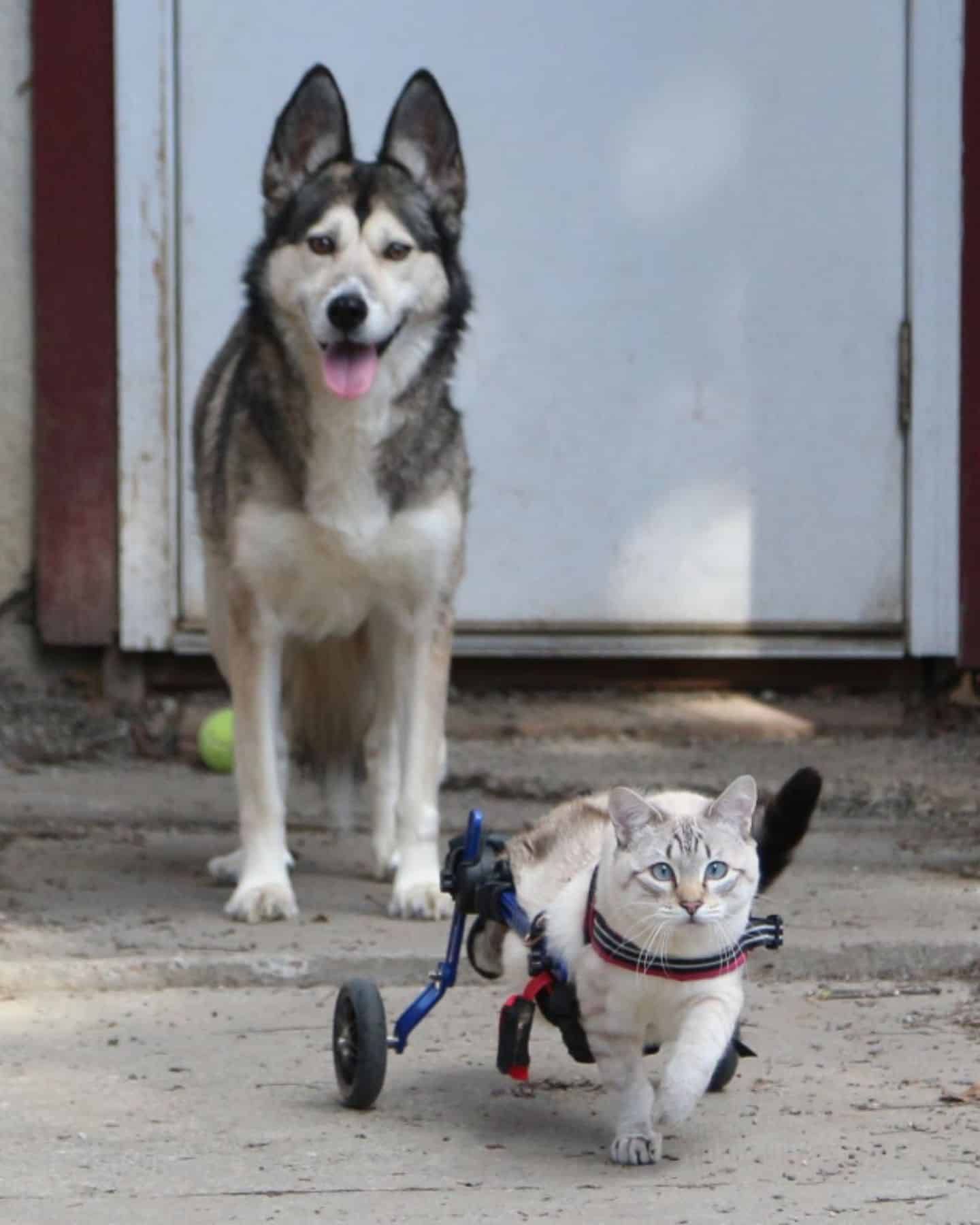 paralyzed cat runs away from a dog