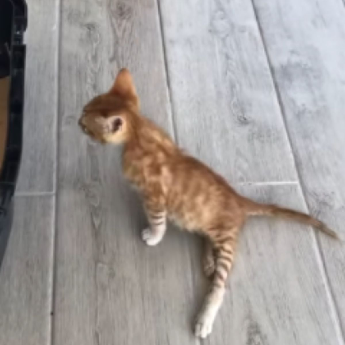 paralyzed cat