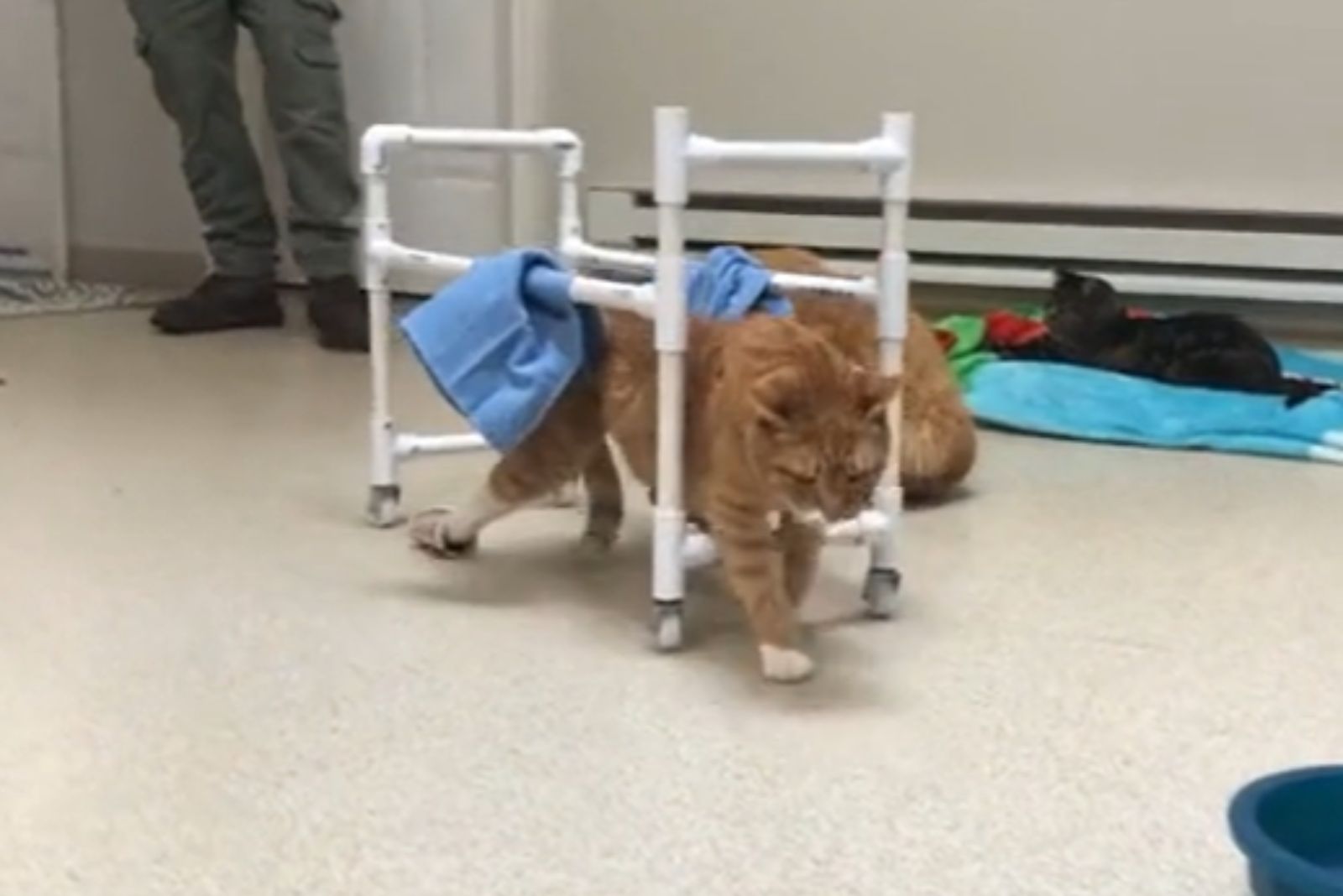 paralyzed ginger cat walking again