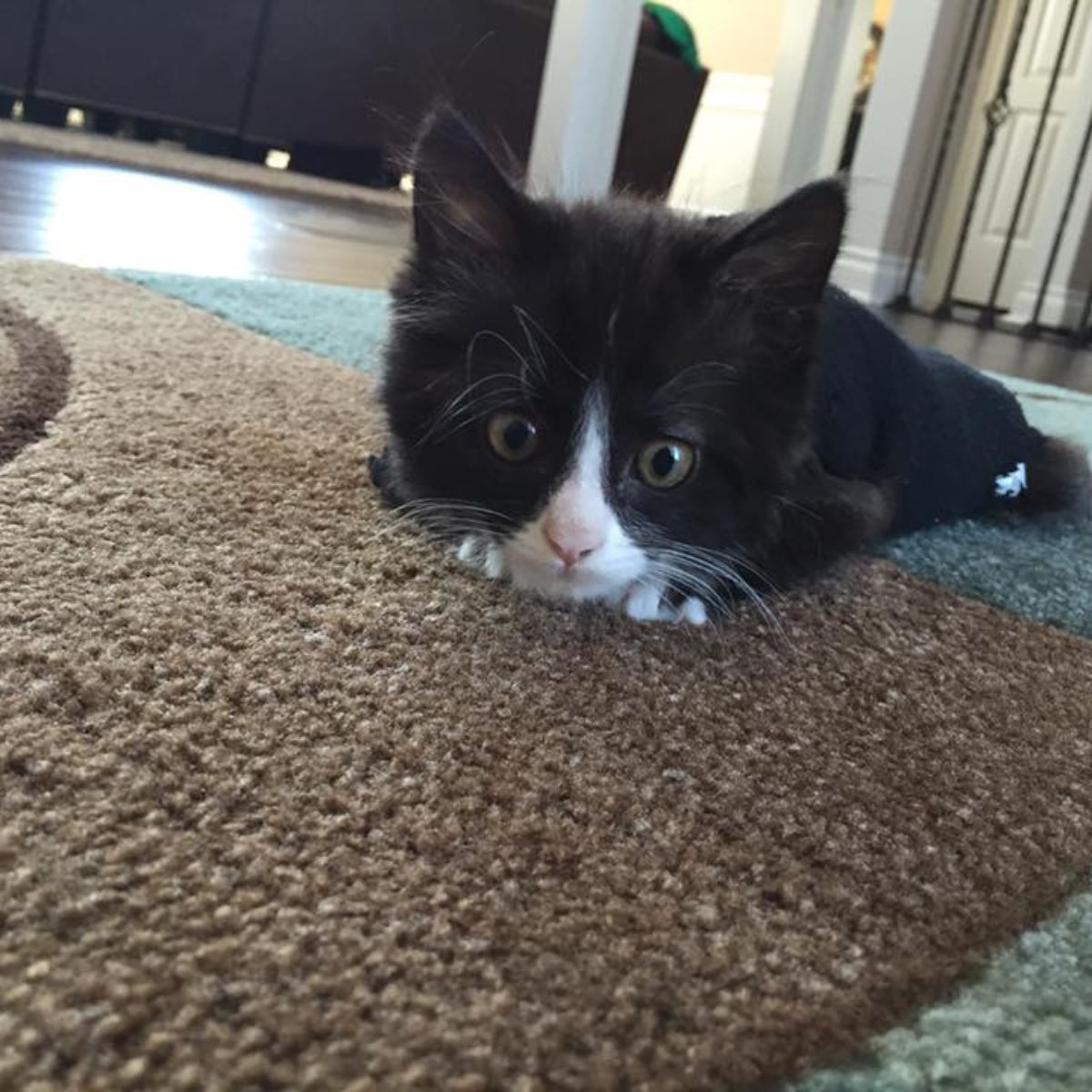 paralyzed kitten on a carpet