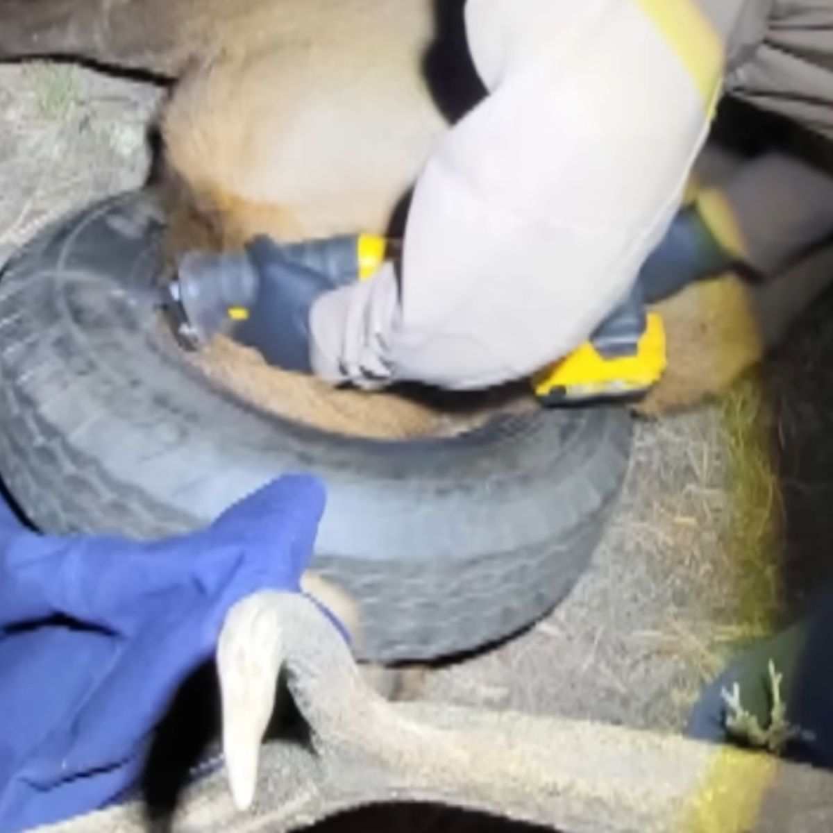 people are removing the rubber around the elk's neck