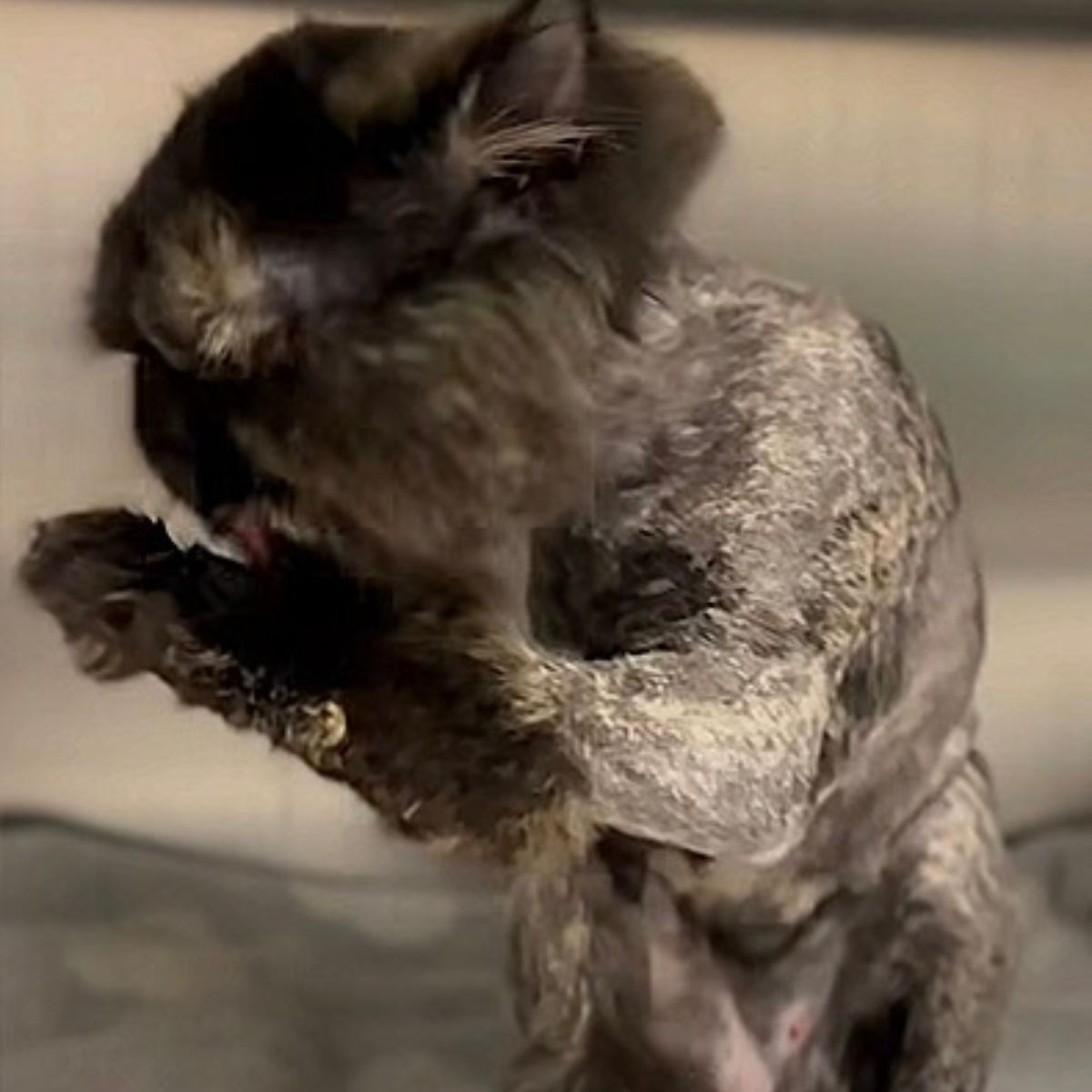 persian cat grooming herself