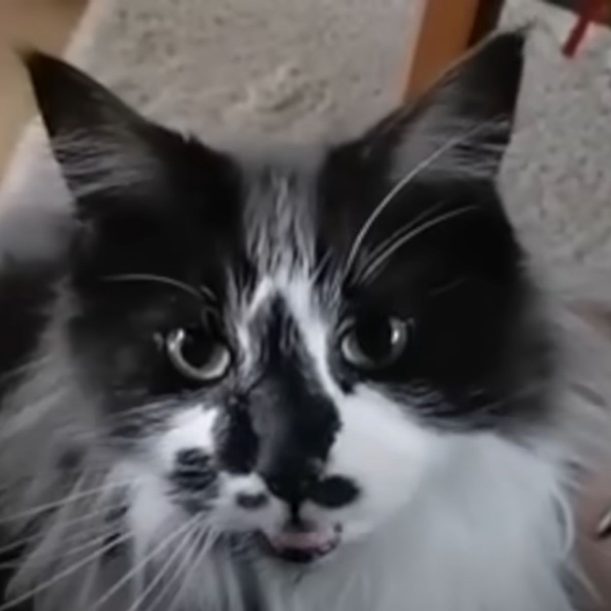 persistant cat