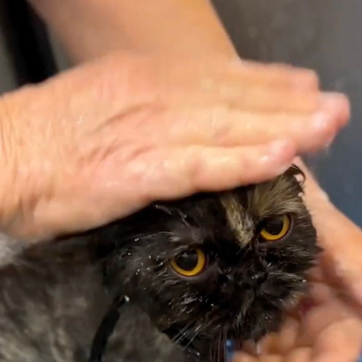 person bathing persian cat