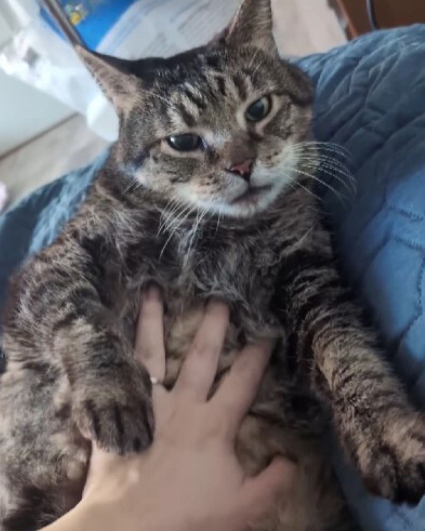 person cuddling sick senior cat