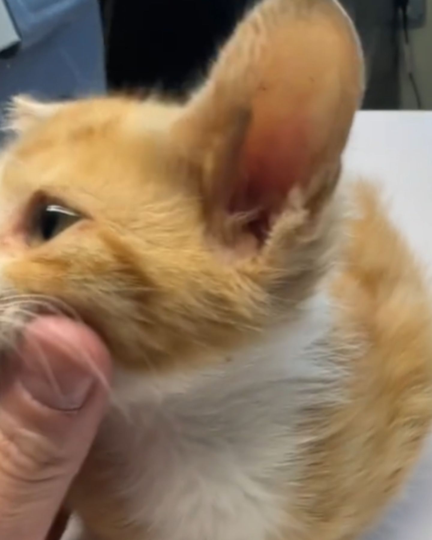 person examining orange kitten
