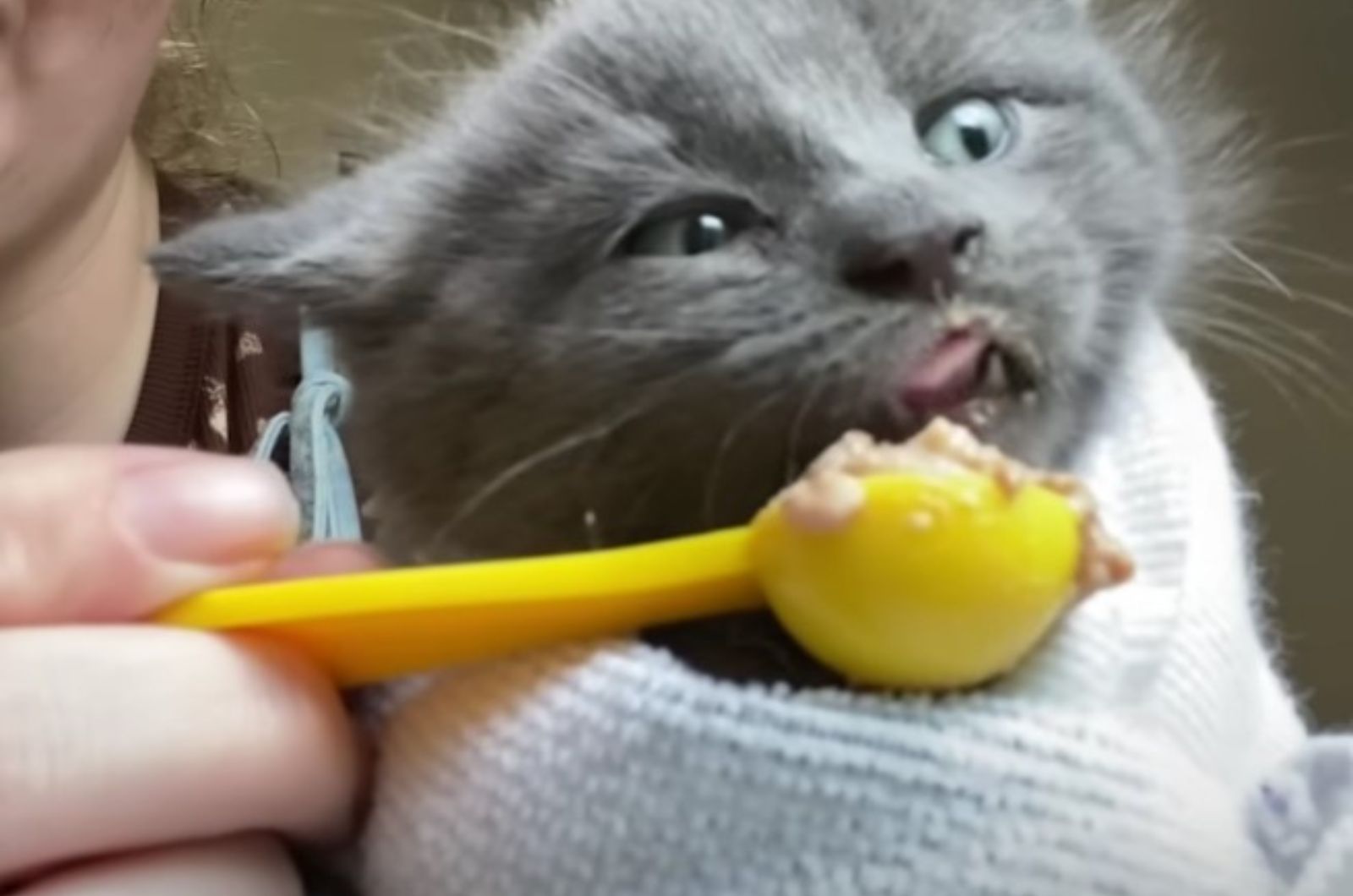 person feeding gray kitten