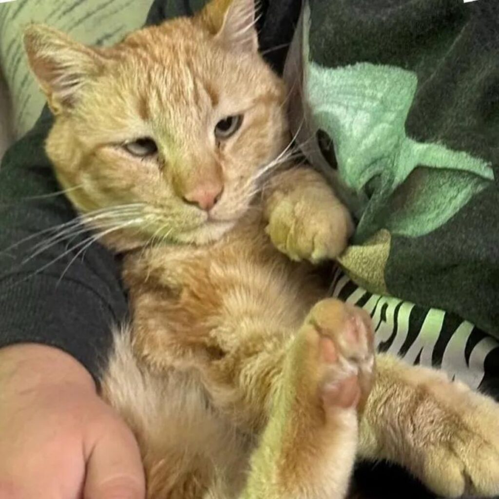 person holding crossed eyed ginger cat
