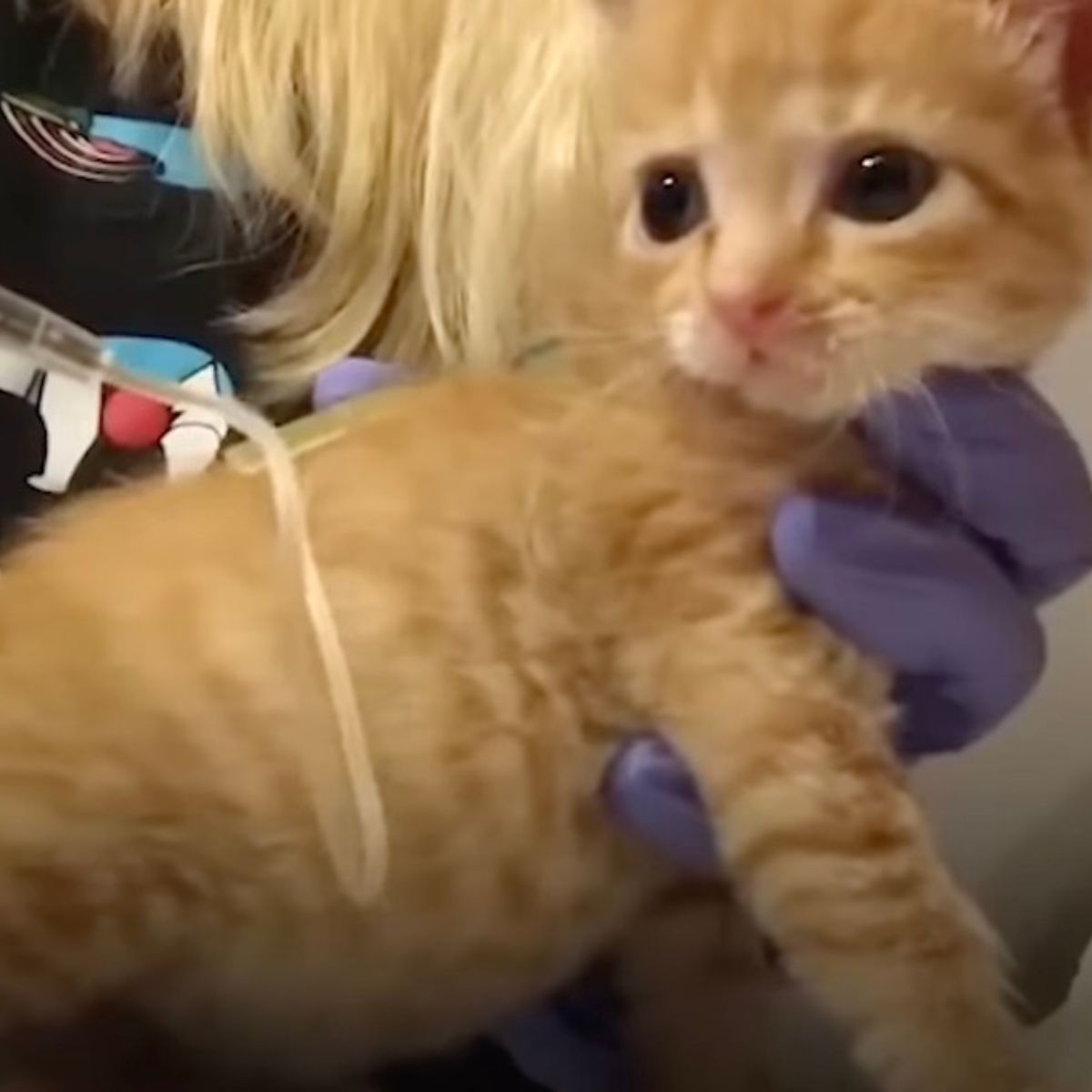 person holding orange kitten