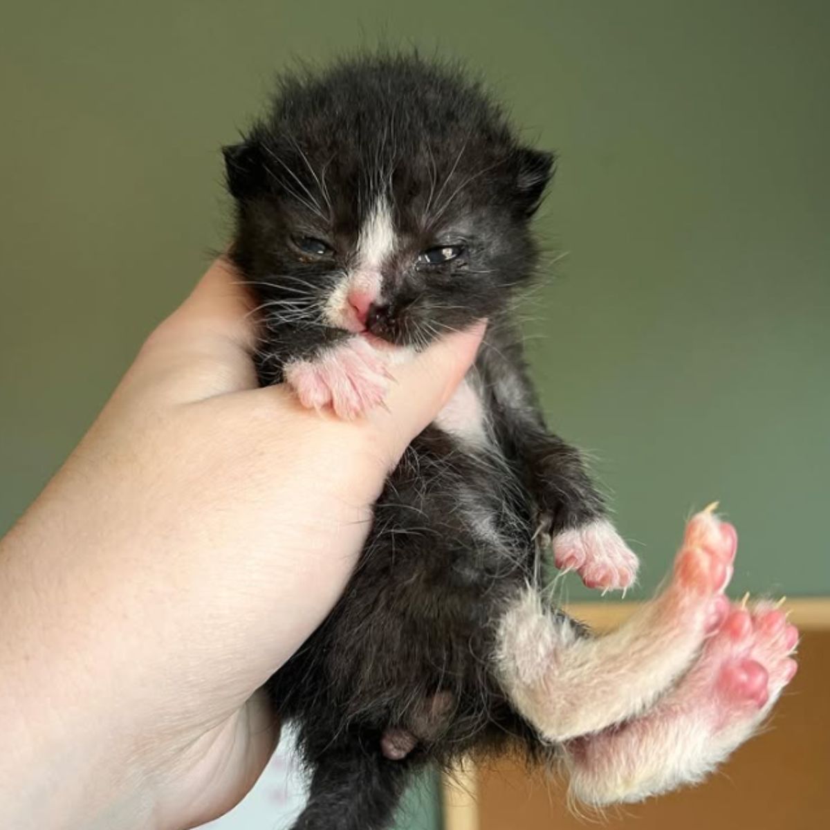 person holding tiny black and white kitten